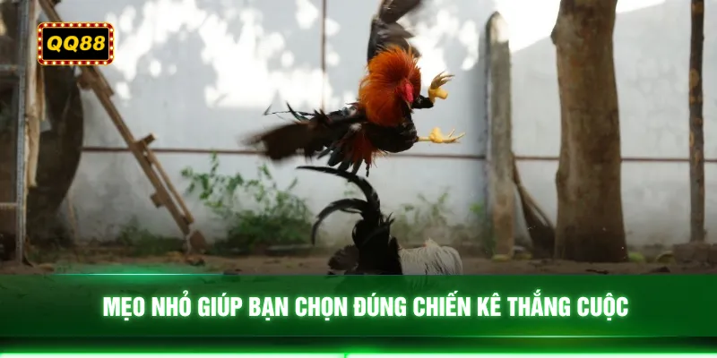Mẹo nhỏ giúp bạn chọn đúng chiến kê thắng cuộc